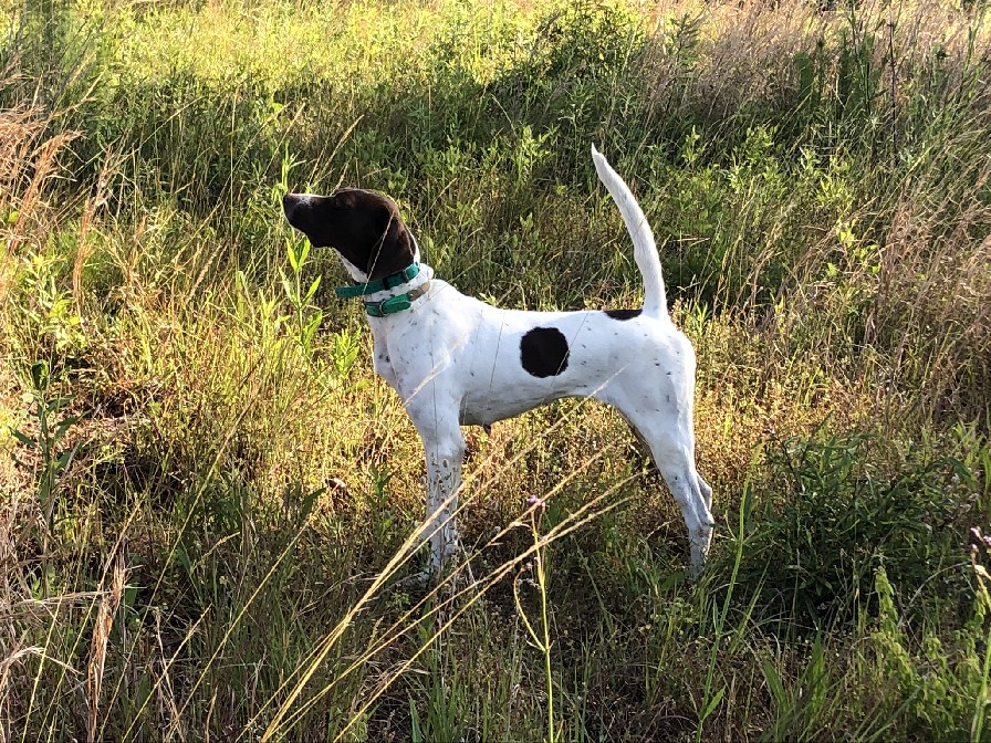 STRONGDOG MEGA DANCE