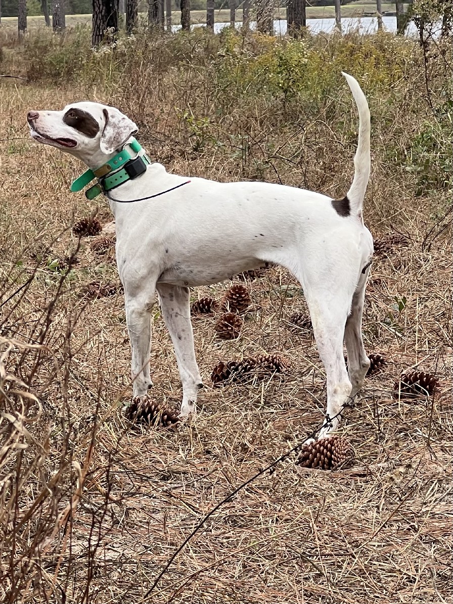 STRONGDOG REBEL ANNIE